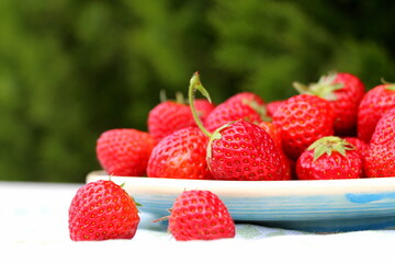 Ripe, juicy and sweet strawberries in a blue plate in the fresh air in the village