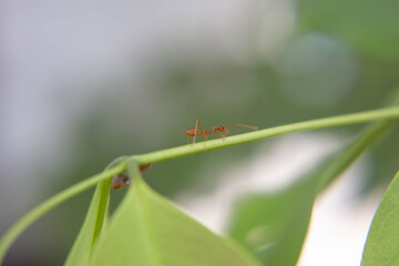 Ant are strong and effective in nature.