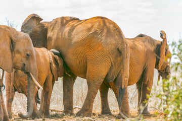 Fototapeta na wymiar Elephants of Tsavo