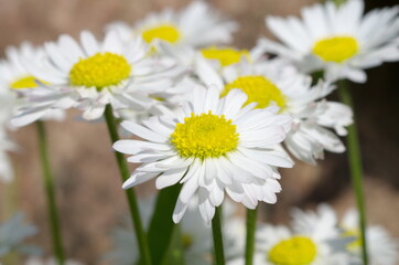 Obraz na płótnie Canvas White daisies (lat. Bellis perennis) close-up