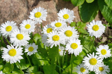 Fototapeta premium White daisies (lat. Bellis perennis) bloom in the spring in the garden