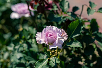 晴れた日のピンクのバラの花