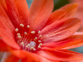 The cactus blooms. Red cactus flower close-up. Macrophotography.