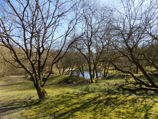 Obraz premium Wald und Wasser