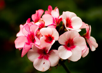 pink and white flower