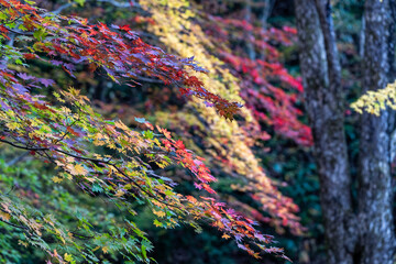 日本の秋の七色の紅葉の葉