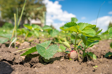 strawberries ripening in the sun in a field on an organic farm, healthy fruit without chemicals