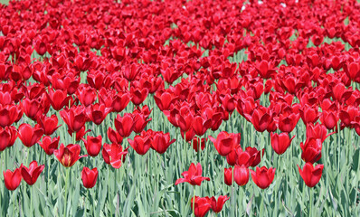 red Tulips in Saint Petersburg