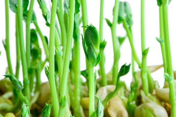 fresh microgreens seeds young pea sprouts healthy eating vegan diet