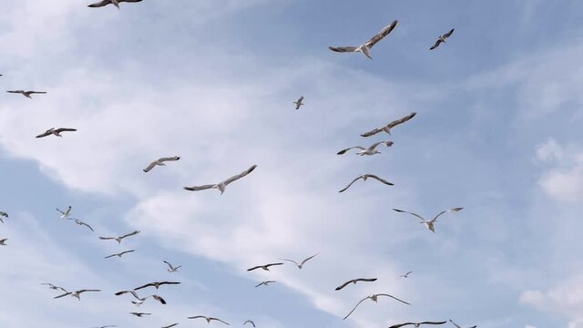 Pigeons flying in blue sky in slow motion,  Turkey 
