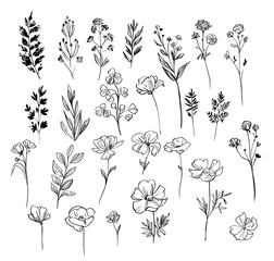 Set of floral and plant elements. Vector sketch. Linear floral elements for design.