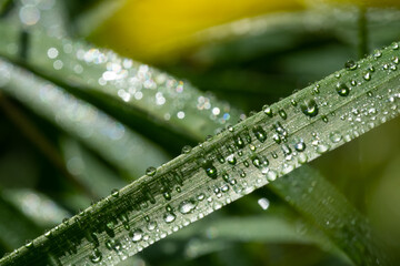 Dew drops on green grass early in the morning. Selective focus