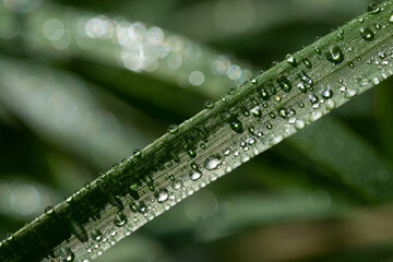 Rain drops on green grass early in the morning after the rain.