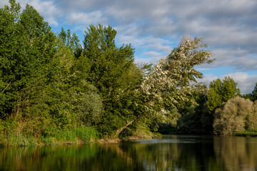 Paisaje con vegetación de ribera y chopo cubierto de pelusa en el Río Órbigo, León, España.