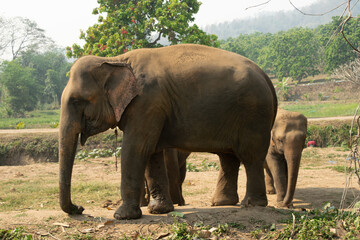 Fototapeta na wymiar elephants in the wild 