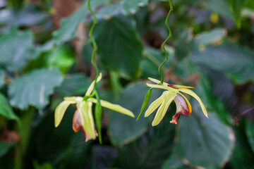 Exotic orchids blooming flowers