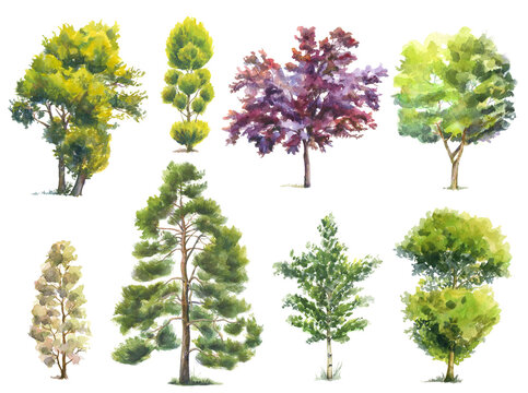 set of watercolor trees isolated on white