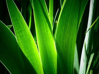 green leaves background