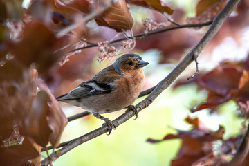 Buchfink auf einem Ast in Rotbuche