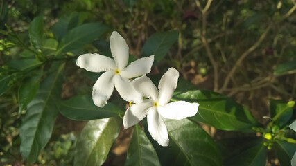 The White Jasmine Flowers