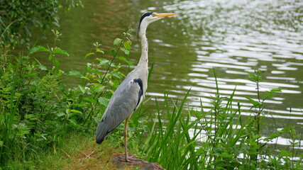 Graureiher, Fischreiher am Rande eines Gewässers stehend