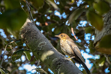 Junge Amsel sitzt in Rotbuche