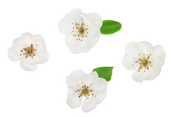 Apricot flowers isolated on white background, top view