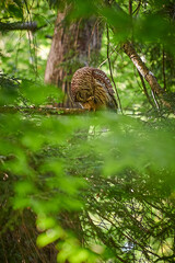 Adult Barred Owl eating a small captured pray.