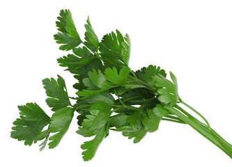 Bunch of fresh parsley isolated on white background