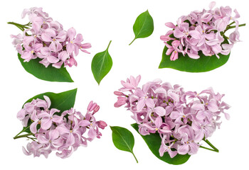 Lilac flowers isolated on white background, top view