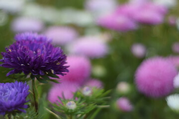 asters
