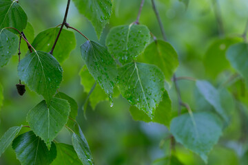 Liście brzozy, z kroplami wody, mokre po deszczu