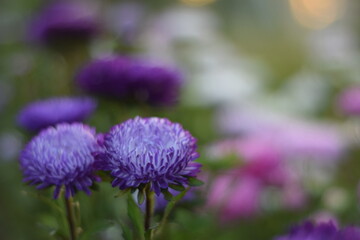 purple thistle flower 
asters