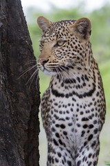 Leopard (Panthera pardus) in Africa with soulful eyes waits patiently, observing his next meal with bokeh