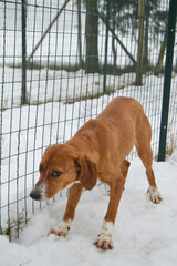 Fearful Brown Dog with sad face in the snow close to a fence mesh