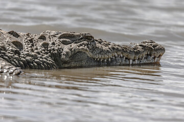 A crocodiles head on the surface of the water