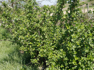 Fototapeta na wymiar (Ribes × nidigrolaria) Casseillier ou caseillier, arbuste fruitier hybride au feuillage trilobé, vert foncé, petit fruit rond, vert, rougeâtre puis noir à maturité en été