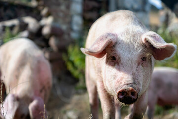 Pig portrait at free range organic pig farm -  pig in countryside agriculture with selective focus