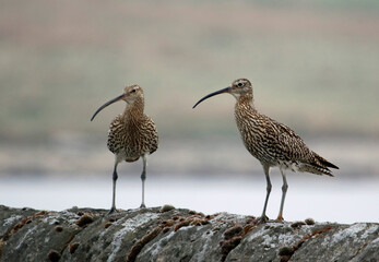 Curlews on the Yorkshire moors calling