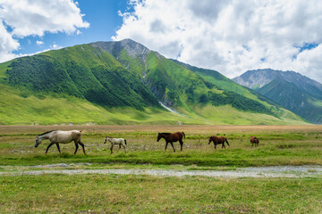 Fototapeta na wymiar Horses on green pasture and mountain landscape - Truso Valley and Gorge landscape trekking / hiking route, in Kazbegi, Georgia. Truso valley is a scenic trekking route close to North Ossetia.
