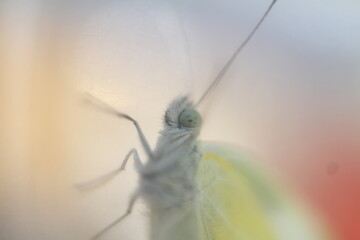 Close up of a White Cabbage Butterfly