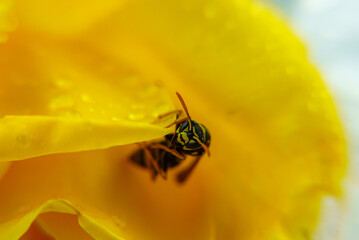 Plan rapproché d'une guêpe s'accrochant à des pétales de rose de couleur jaune sur lesquelles il y a des gouttes d'eau