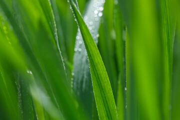 Fototapeta na wymiar Fresh green grass with dew drops. Selective focus