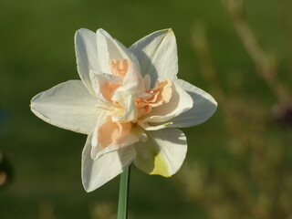 Fototapeta premium White flower