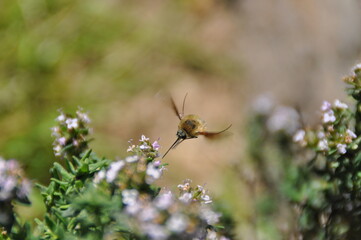 bombyle sur fleur de thym