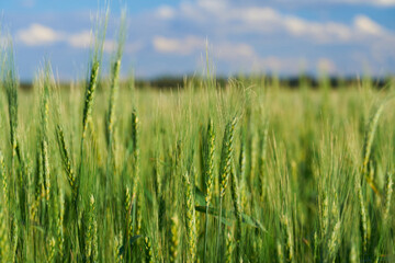 green wheat field on blue sky background