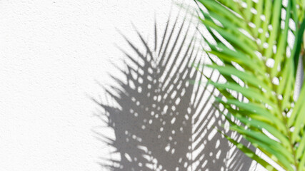 Summer abstract  photography of palm leaf and shadow of it over white wall. Trendy tropics background with copy space.