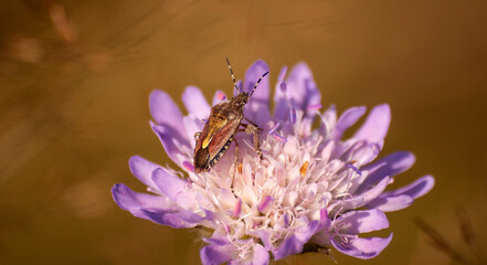 robak na fioletowym kwiatku