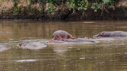 Fototapeta premium Wild Life