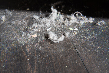 Dust dirt and crumbles on the floor.